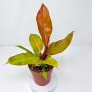 Philodendron 'Prince of Orange' - Image 2