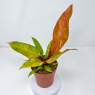 Philodendron 'Prince of Orange' - Image 3