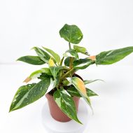 Philodendron 'White Princess' - Image 2