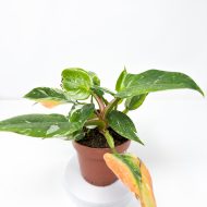 Philodendron 'White Princess' - Image 3