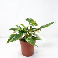 Philodendron 'White Princess' - Image 4