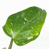 Philodendron 'White Princess' - Image 5