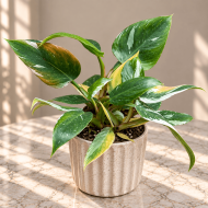 Philodendron 'White Princess'