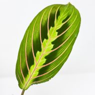 Prayer Plant Tricolour - Maranta Fascinator - Image 3