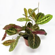 Prayer Plant Tricolour - Maranta Fascinator - Image 2