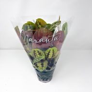 Prayer Plant Tricolour - Maranta Fascinator - Image 4