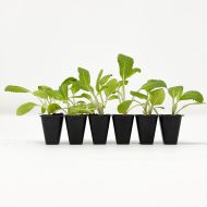 Salvia Nemorosa ‘Caradonna’ Plug Plants - Image 2