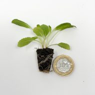 Salvia Nemorosa ‘Caradonna’ Plug Plants - Image 3