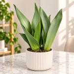 Snake Plant (Moonshine)