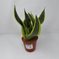 Snake Plant - Image 3