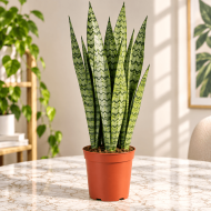 Snake Plant (Zeylanica)