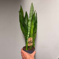 Snake Plant (Zeylanica) - Image 2