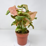 Syngonium 'Neon Robusta' - Image 3