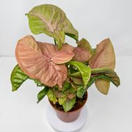 Syngonium 'Neon Robusta' - Image 2
