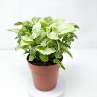 Syngonium 'White Butterfly' - Image 2