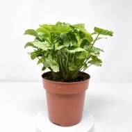 Syngonium 'White Butterfly' - Image 3