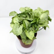 Syngonium 'White Butterfly' - Image 4