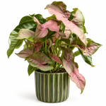 Syngonium 'Neon Robusta'