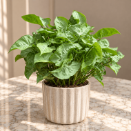 Syngonium 'White Butterfly'