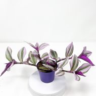 Tradescantia Nanouk - Image 2