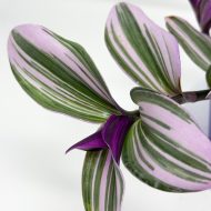 Tradescantia Nanouk - Image 3
