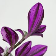 Tradescantia Nanouk - Image 4