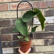 Anthurium Peltigerum - Image 4