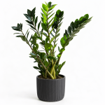 ZZ Plant