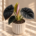 Alocasia 'Red Secret'