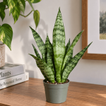 Snake Plant (Black Coral)