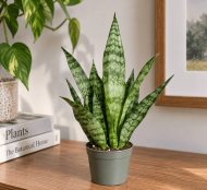 Snake Plant (Black Coral)