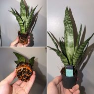 Snake Plant (Black Coral) - Image 2
